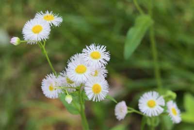 ハルジオンが沢山の花を咲かしている