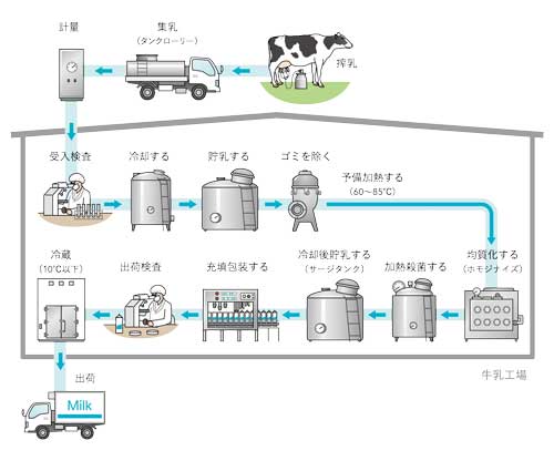 乳牛から牛乳出荷までの生産の工程