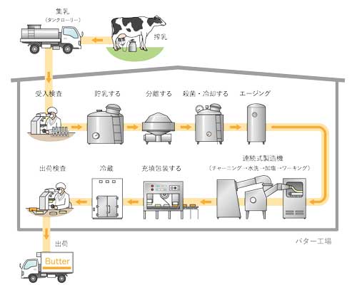乳牛からバター出荷までの生産の工程