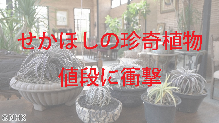 色々な種類の珍奇植物