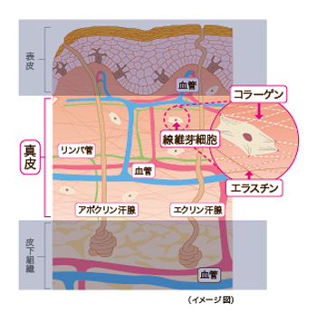 真皮層のイメージ図